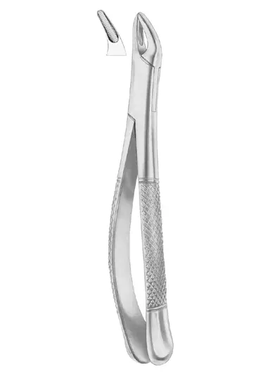 CRYER Fig. 150 lower incisors,  premolars, roots
