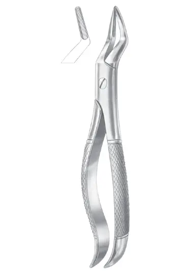 Fig. 101 upper premolers  and roots