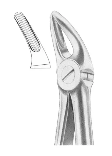 Fig.  136 upper premolars and roots