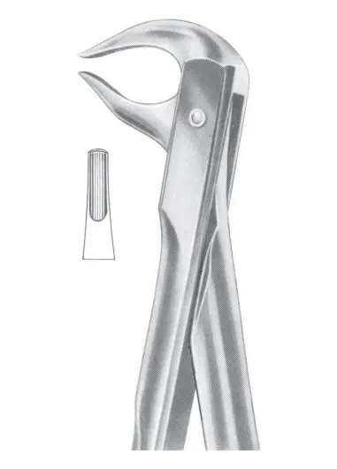 Fig.  81 lower premolars and roots