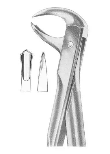 Fig.  99 lower molars