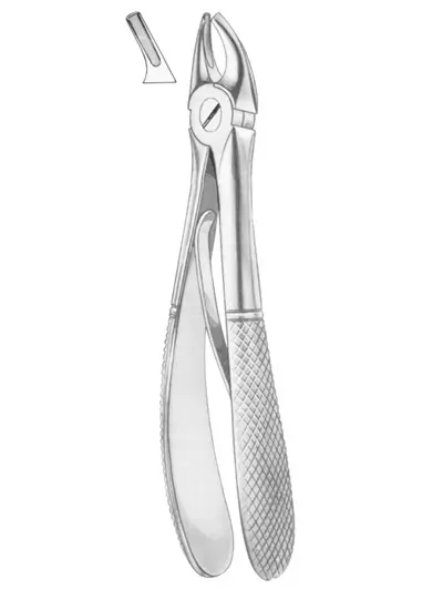 KLEIN (Fig.  218) upper premolars