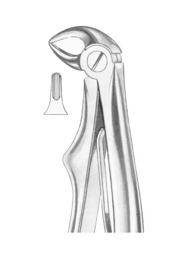 KLEIN (Fig.  223) lower roots