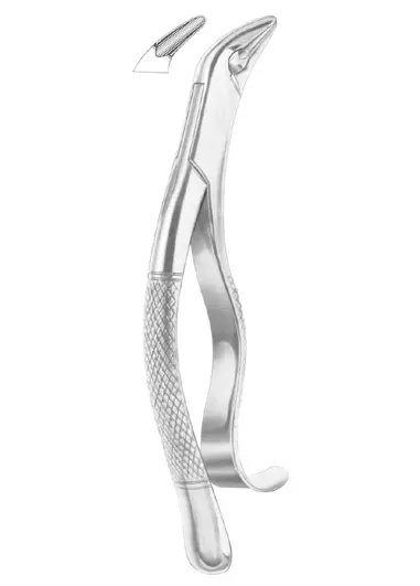 TOMES Fig. 85 lower canines,  premolars and molars
